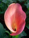 Golden Calla Lily